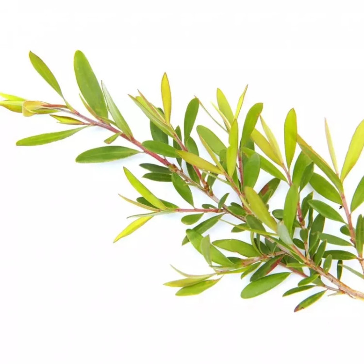 روغن درخت چای قانون
