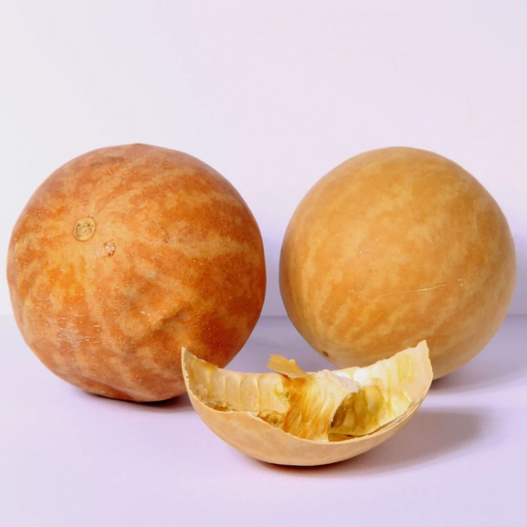 روغن حنظل قانون
